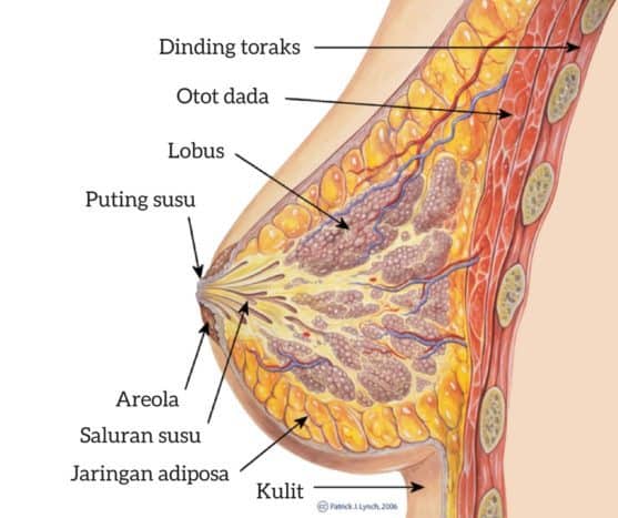 乳房の解剖学