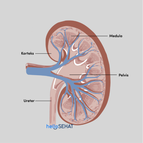 腎臓の解剖学