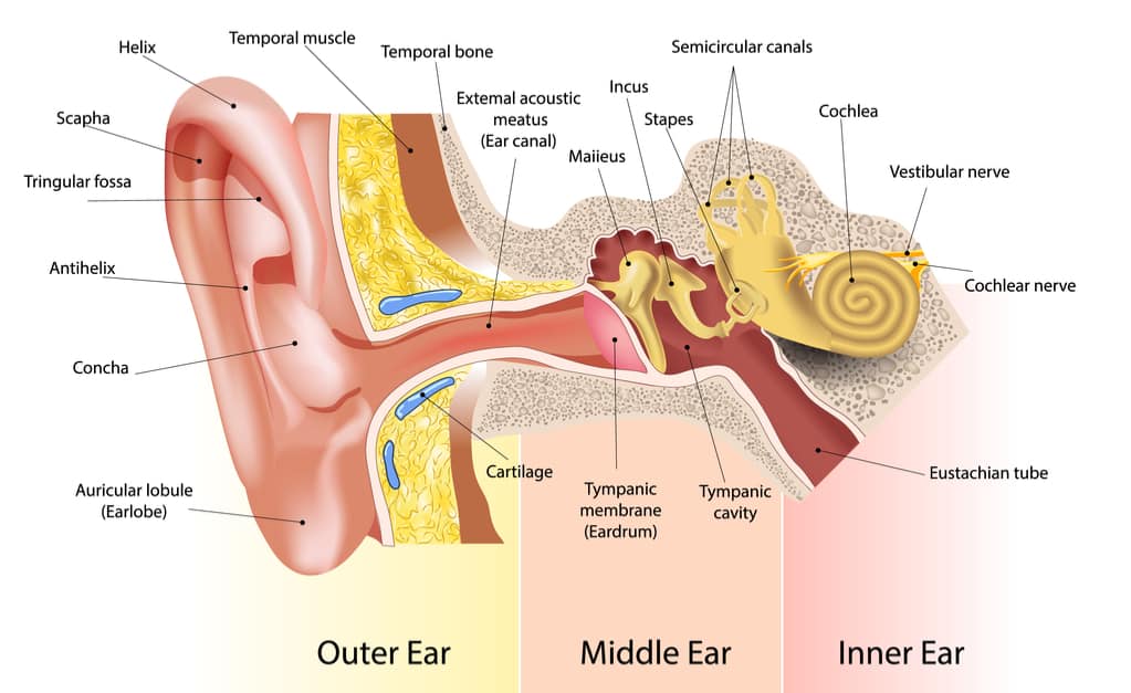 耳の一部