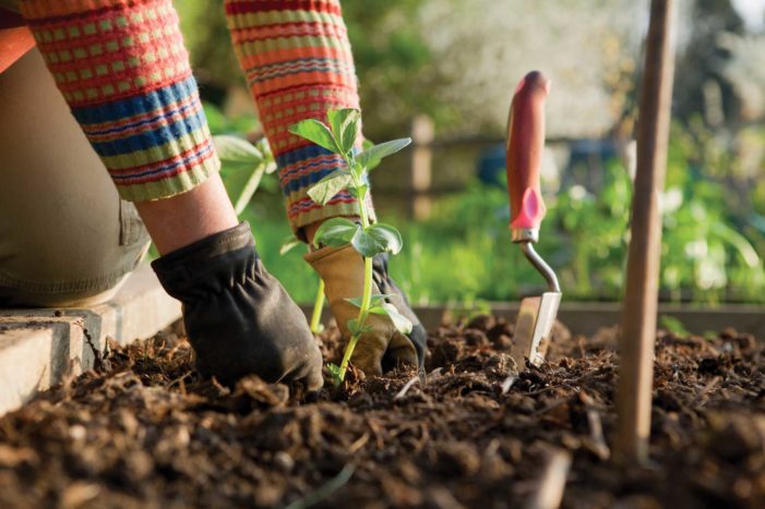 健康のための園芸の利点