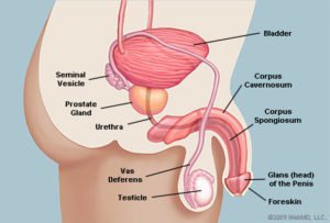陰茎の解剖学的構造は横向きです（出典：WebMD）