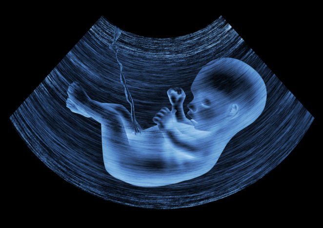 子宮内の胎児の発達