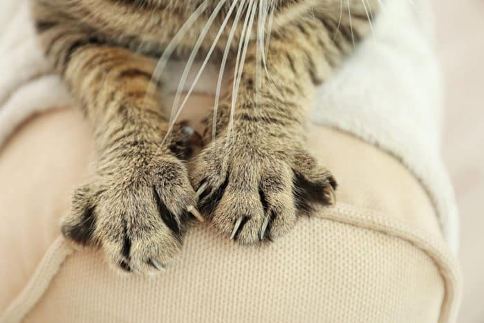 バルトネラ症猫引っかき病
