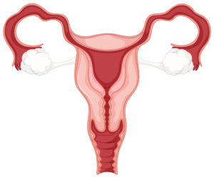 女性生殖器系